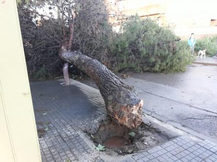 arbres millera 4