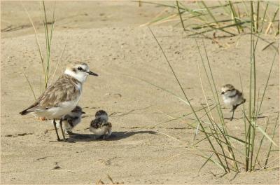 CORRIOL CAMANEGRE 2025 FRANCESC HERNÀNDEZ.jpeg