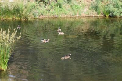 ànecs fauna.jpg