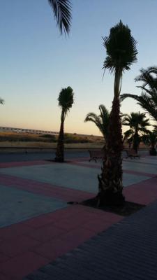 Replantament palmeres Mota