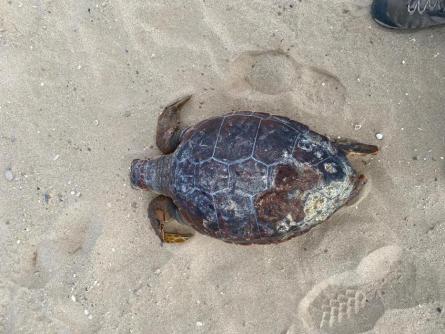 TORTUGA CARETA MOTA 231025 2.jpeg