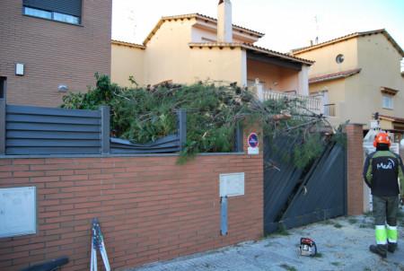 Arbre caigut pel vent (06/02/2017)