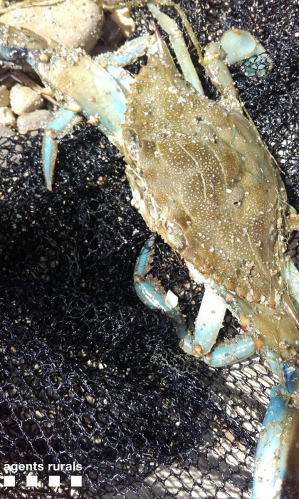 cranc blau desembocadura
